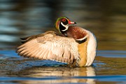 Wood Duck  Wood Duck : Wood Duck