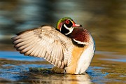 Wood Duck  Wood Duck : Wood Duck