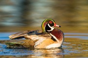 Wood Duck  Wood Duck : Wood Duck