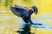 Wood Duck  Wood Duck : Wood Duck
