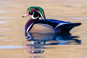 Wood Duck  Wood Duck : Wood Duck