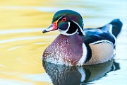 Wood Duck  Wood Duck : Wood Duck