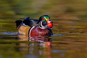 Wood Ducks, Oct 2023