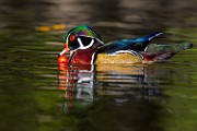 Wood Ducks 2023  Wood Ducks : Wood Ducks