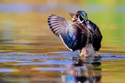Wood Ducks 2023  Wood Ducks : Wood Ducks
