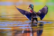 Wood Ducks 2023  Wood Ducks : Wood Ducks