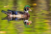 Wood Ducks 2023  Wood Ducks : Wood Ducks