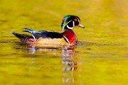 Wood Ducks 2023  Wood Ducks : Wood Ducks