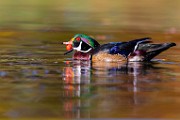 Wood Ducks 2023  Wood Ducks : Wood Ducks