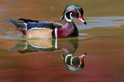 Wood Ducks, Fall 2021  Wood Ducks : Wood Ducks