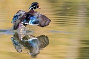 Wood Ducks, Fall 2021  Wood Ducks : Wood Ducks