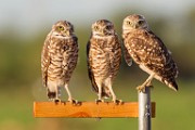 Burrowing Owls Aug 2018