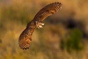 Burrowing Owls In-Flight