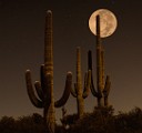 Desert Moon Series  Full Moon, Beaver Moon, Soutwest Desert Moon : Full Moon, Beaver Moon, Soutwest Desert Moon