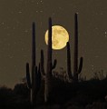Desert Moon Series  Full Moon, Beaver Moon, Soutwest Desert Moon : Full Moon, Beaver Moon, Soutwest Desert Moon