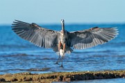 Sea of Cortez Shore Birds, Oct 2023