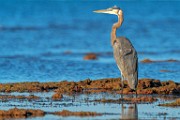 Sea of Cortez Shore Birds  Great Blue Heron : Great Blue Heron