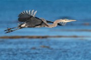 Sea of Cortez Shore Birds  Great Blue Heron : Great Blue Heron