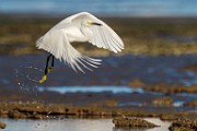Sea of Cortez Shore Birds  Snowy Egret : Snowy Egret