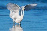 Sea of Cortez Shore Birds  Snowy Egret : Snowy Egret